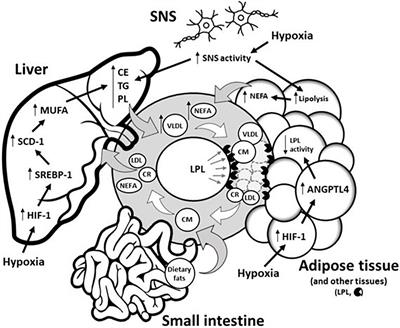 Physiological Responses to Hypoxia on Triglyceride Levels